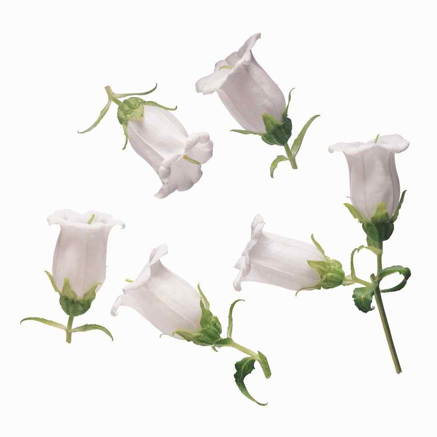 Just Flowers - Photodisc Object Series ></a>
<script language=JavaScript> 
  var txt = 