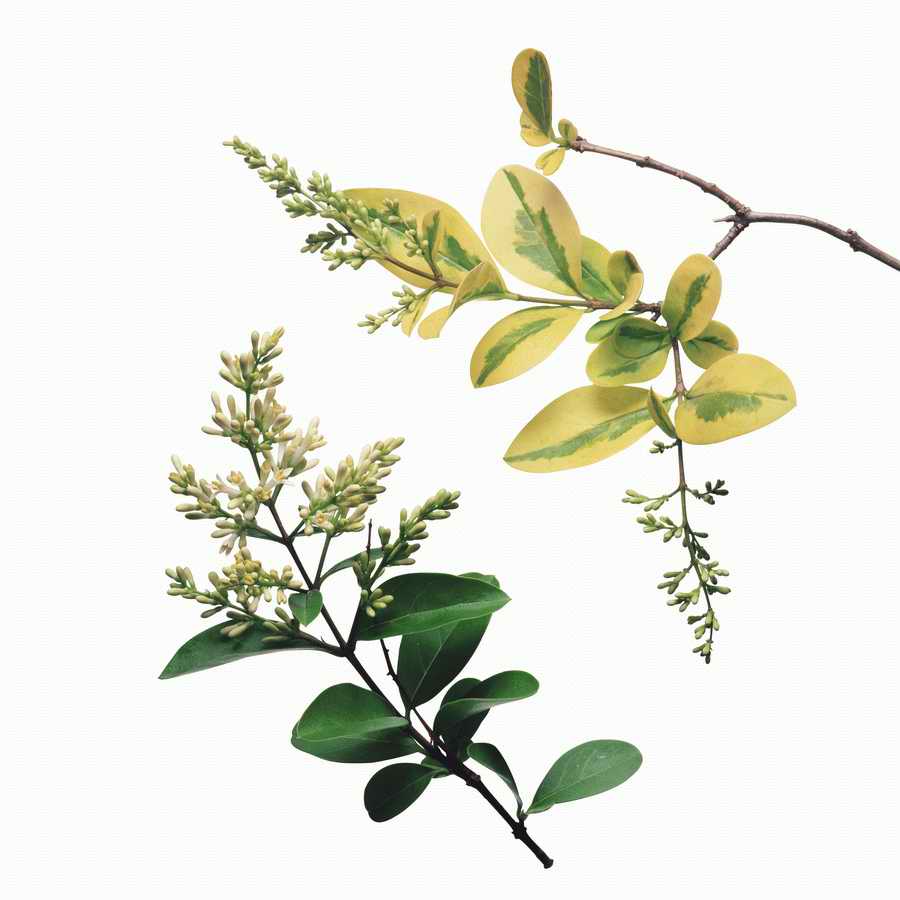 Just Flowers - Photodisc Object Series ></a>
<script language=JavaScript> 
  var txt = 