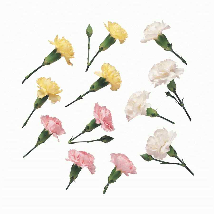 Just Flowers - Photodisc Object Series ></a>
<script language=JavaScript> 
  var txt = 