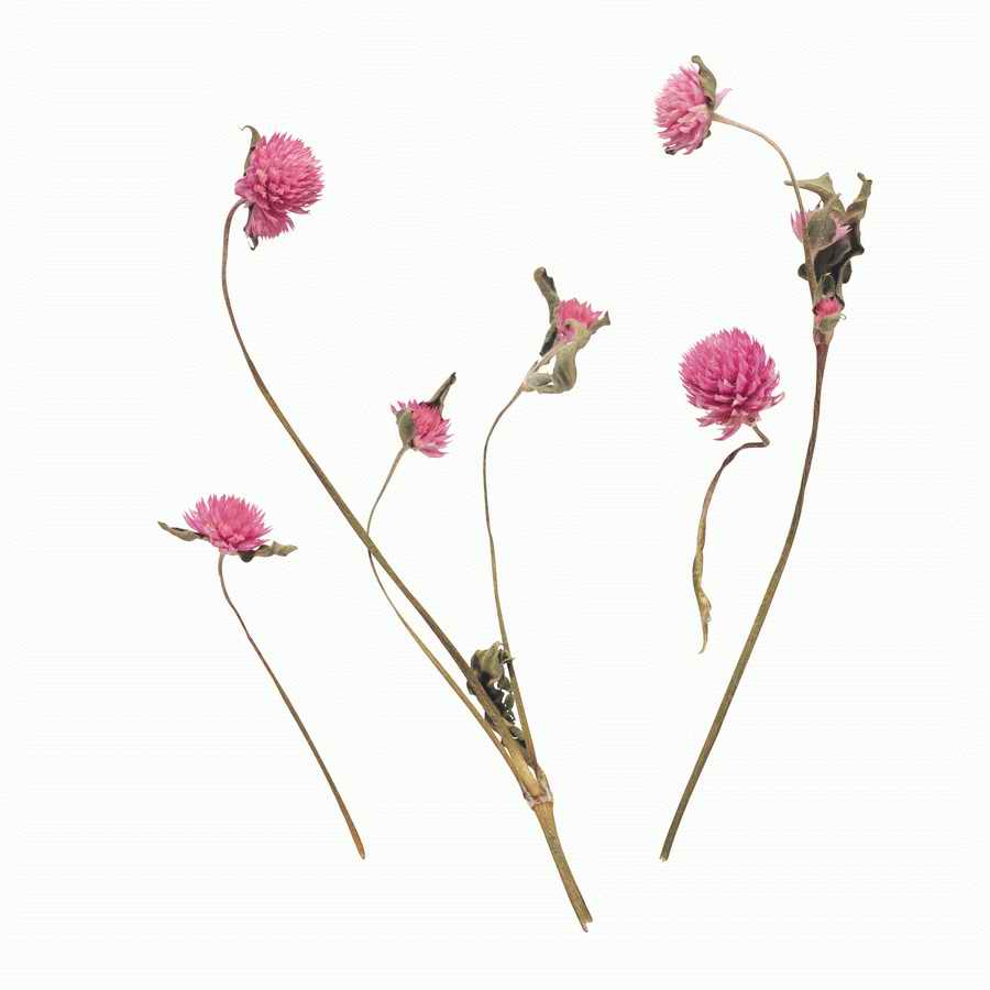 Just Flowers - Photodisc Object Series ></a>
<script language=JavaScript> 
  var txt = 