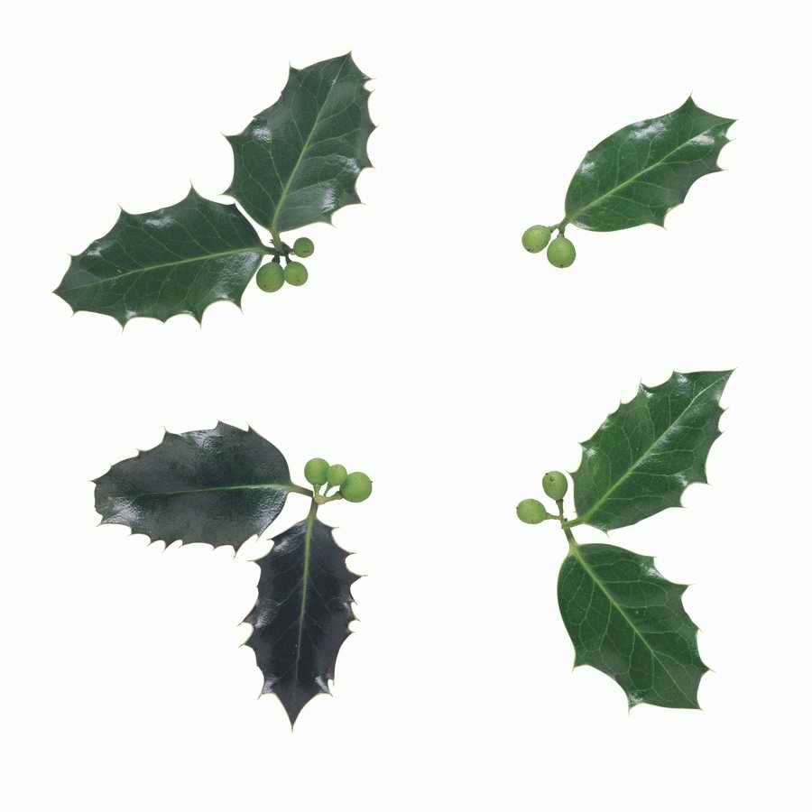 Just Flowers - Photodisc Object Series ></a>
<script language=JavaScript> 
  var txt = 