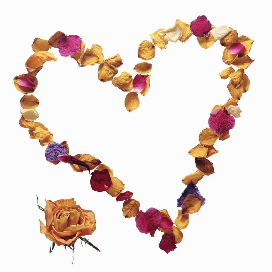 Just Flowers - Photodisc Object Series ></a>
<script language=JavaScript> 
  var txt = 