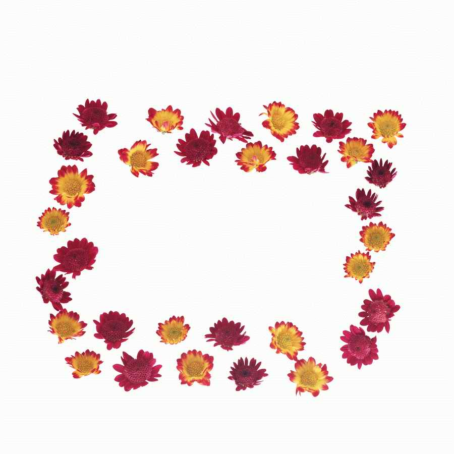 Just Flowers - Photodisc Object Series ></a>
<script language=JavaScript> 
  var txt = 
