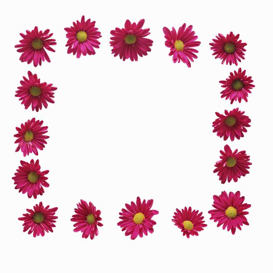 Just Flowers - Photodisc Object Series ></a>
<script language=JavaScript> 
  var txt = 