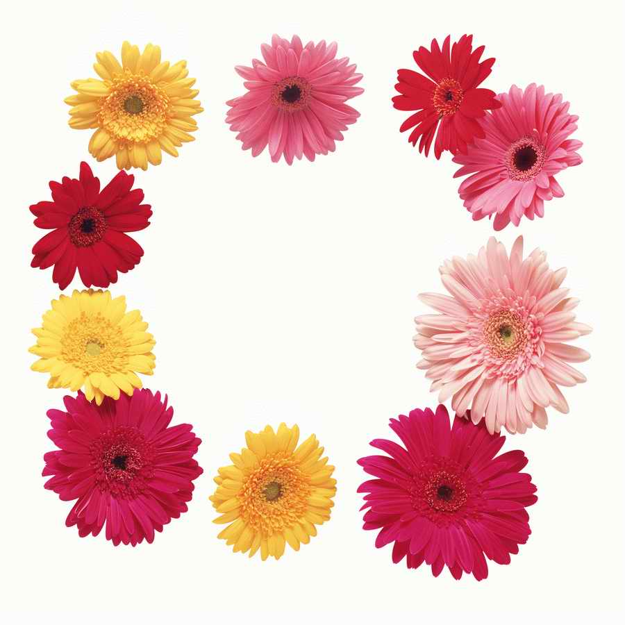 Just Flowers - Photodisc Object Series ></a>
<script language=JavaScript> 
  var txt = 