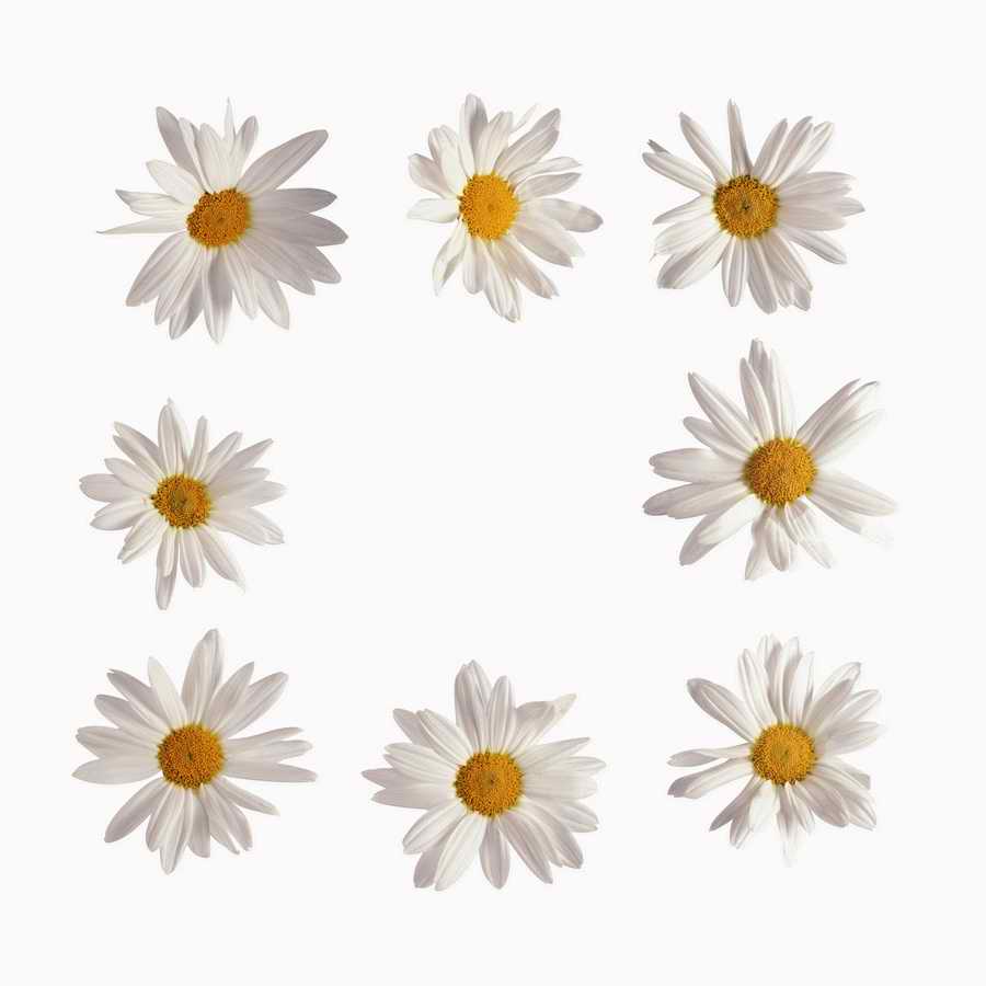 Just Flowers - Photodisc Object Series ></a>
<script language=JavaScript> 
  var txt = 