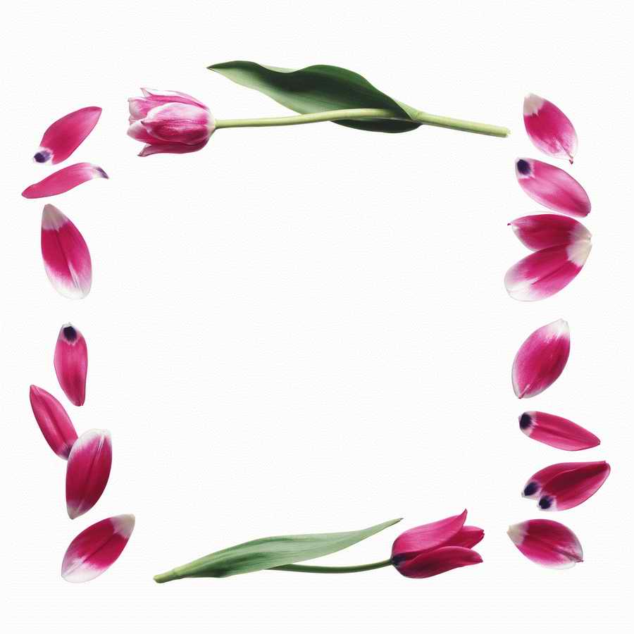 Just Flowers - Photodisc Object Series ></a>
<script language=JavaScript> 
  var txt = 