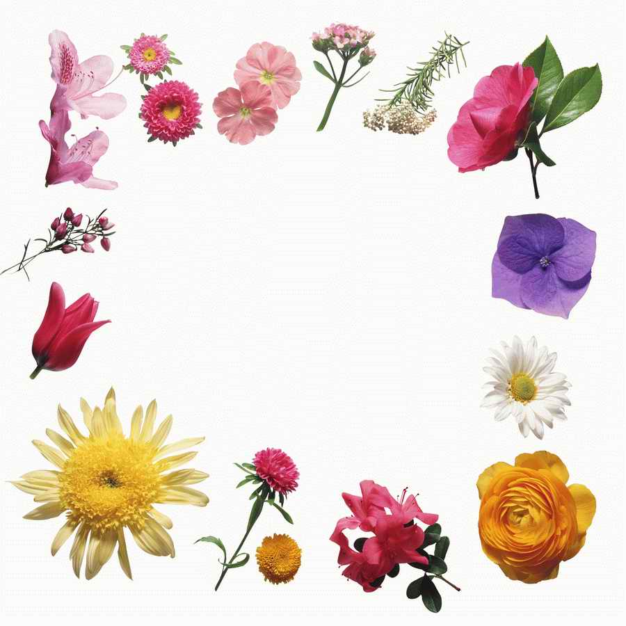 Just Flowers - Photodisc Object Series ></a>
<script language=JavaScript> 
  var txt = 
