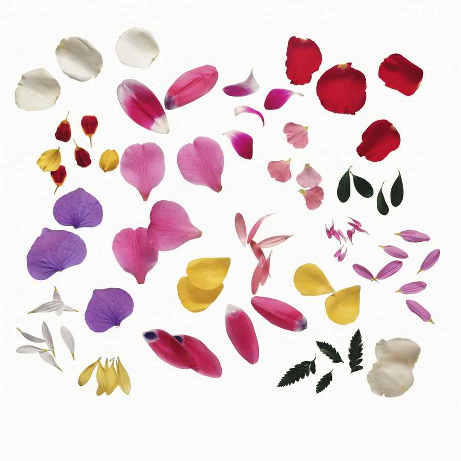 Just Flowers - Photodisc Object Series ></a>
<script language=JavaScript> 
  var txt = 