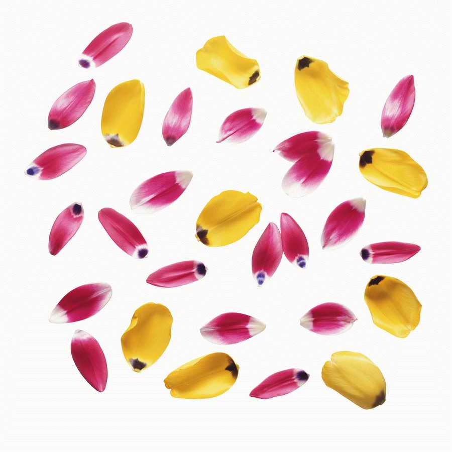 Just Flowers - Photodisc Object Series ></a>
<script language=JavaScript> 
  var txt = 