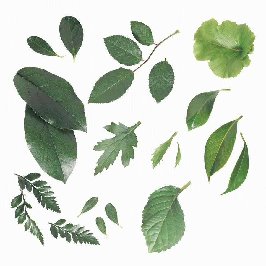 Just Flowers - Photodisc Object Series ></a>
<script language=JavaScript> 
  var txt = 