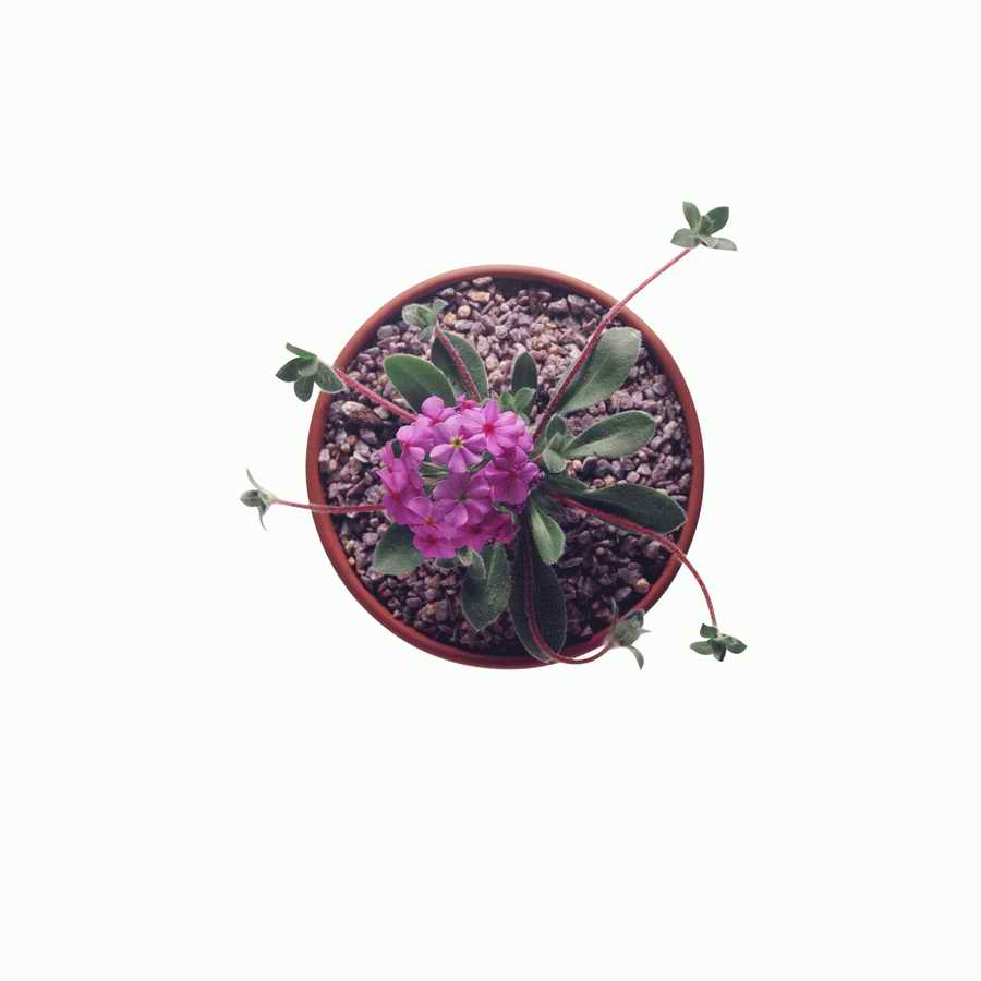 Just Flowers - Photodisc Object Series ></a>
<script language=JavaScript> 
  var txt = 