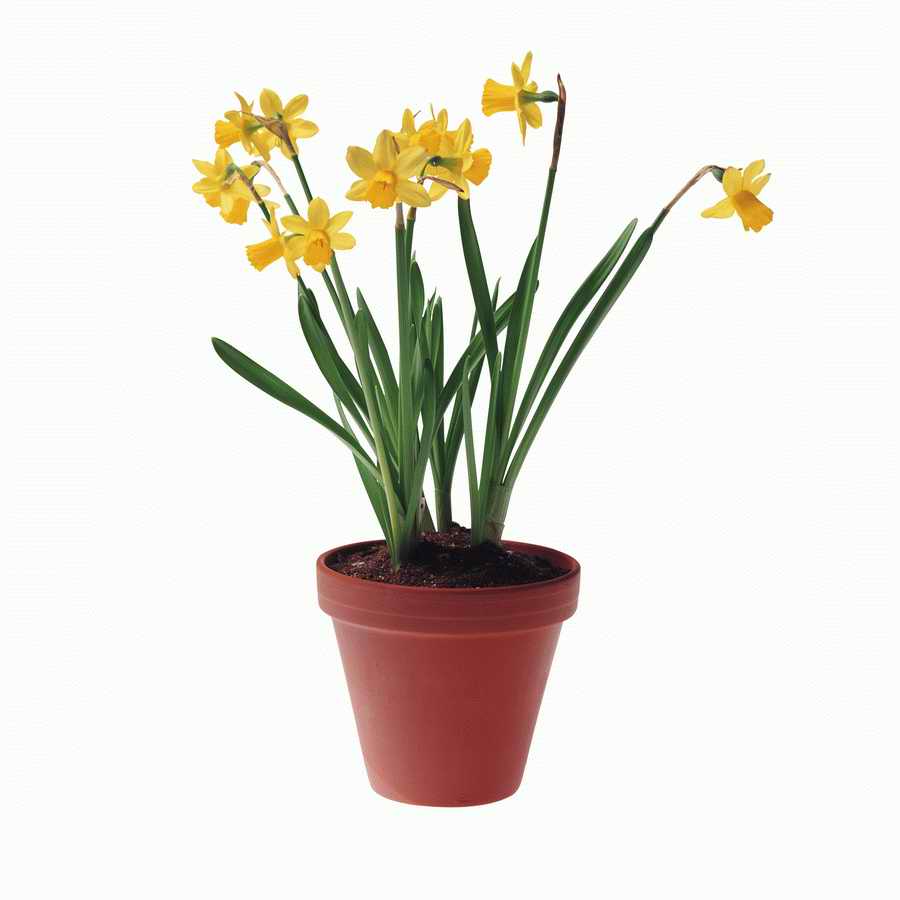 Just Flowers - Photodisc Object Series ></a>
<script language=JavaScript> 
  var txt = 