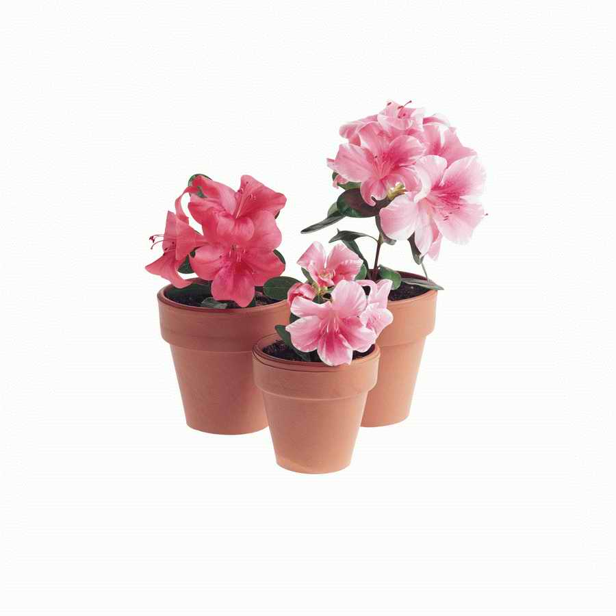 Just Flowers - Photodisc Object Series ></a>
<script language=JavaScript> 
  var txt = 