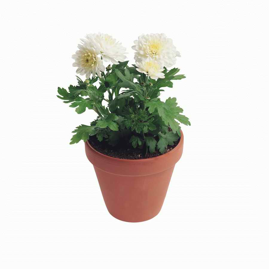 Just Flowers - Photodisc Object Series ></a>
<script language=JavaScript> 
  var txt = 