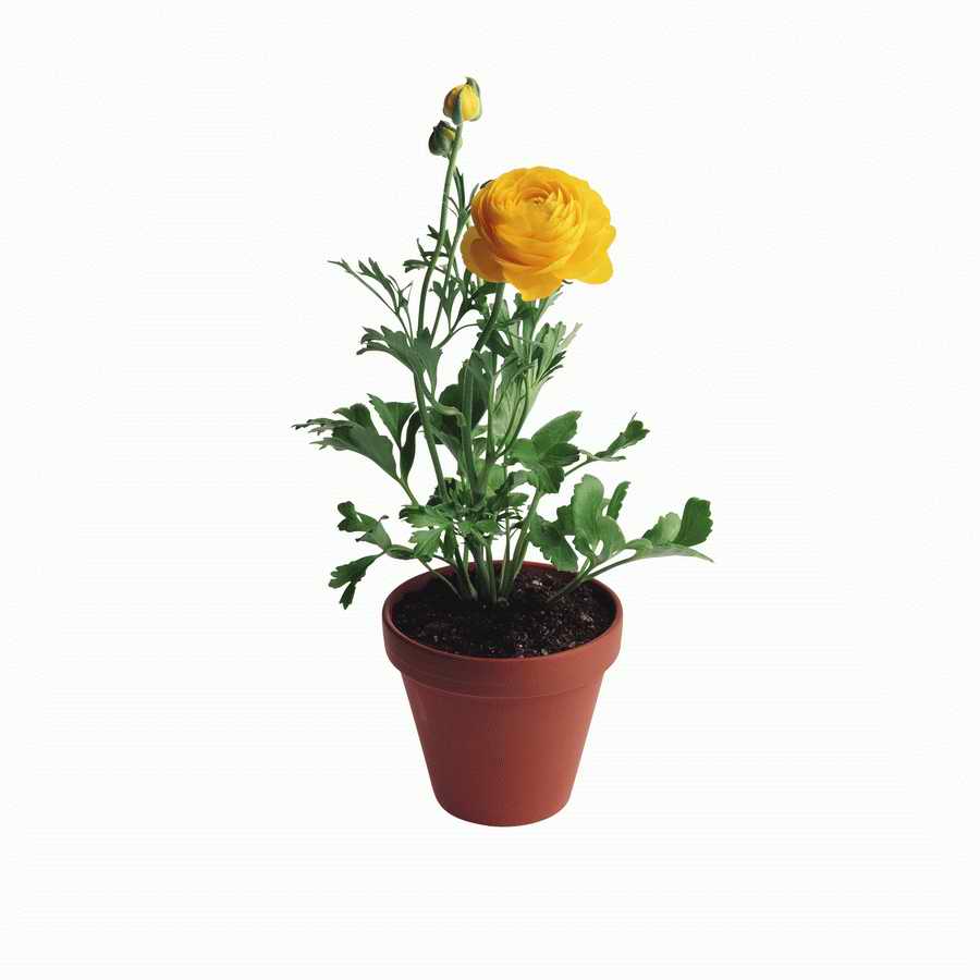 Just Flowers - Photodisc Object Series ></a>
<script language=JavaScript> 
  var txt = 