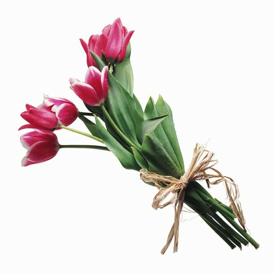 Just Flowers - Photodisc Object Series ></a>
<script language=JavaScript> 
  var txt = 