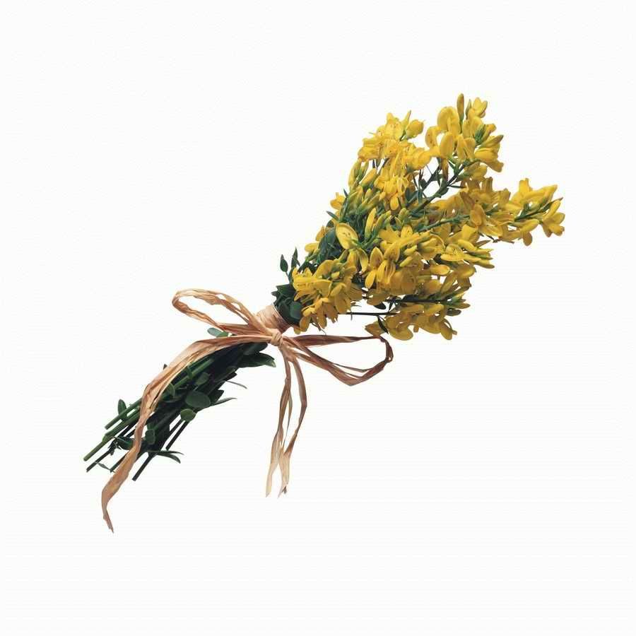 Just Flowers - Photodisc Object Series ></a>
<script language=JavaScript> 
  var txt = 