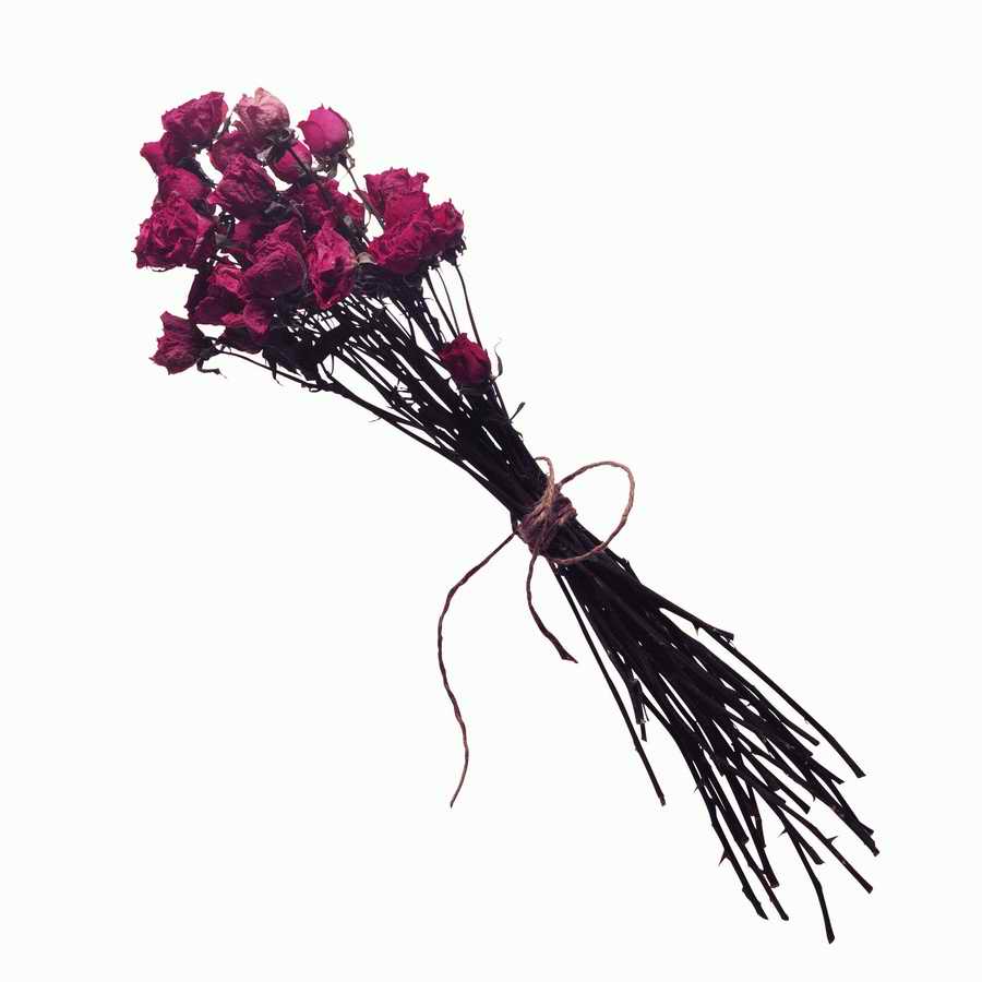 Just Flowers - Photodisc Object Series ></a>
<script language=JavaScript> 
  var txt = 