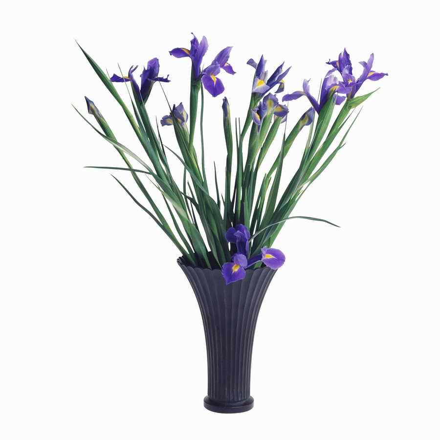 Just Flowers - Photodisc Object Series ></a>
<script language=JavaScript> 
  var txt = 