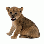 Photodisc Object Series: Lions, Tigers and Bears 