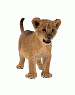 Photodisc Object Series: Lions, Tigers and Bears 