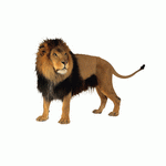 Photodisc Object Series: Lions, Tigers and Bears 