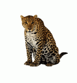 Photodisc Object Series: Lions, Tigers and Bears 