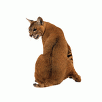 Photodisc Object Series: Lions, Tigers and Bears 