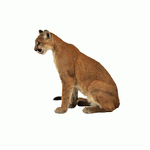 Photodisc Object Series: Lions, Tigers and Bears 