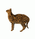 Photodisc Object Series: Lions, Tigers and Bears 