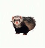 Photodisc Object Series: Lions, Tigers and Bears 