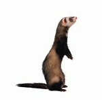 Photodisc Object Series: Lions, Tigers and Bears 