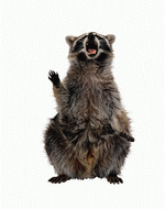 Photodisc Object Series: Lions, Tigers and Bears 