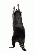 Photodisc Object Series: Lions, Tigers and Bears 