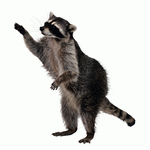 Photodisc Object Series: Lions, Tigers and Bears 