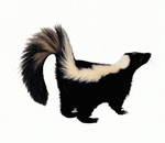 Photodisc Object Series: Lions, Tigers and Bears 