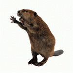 Photodisc Object Series: Lions, Tigers and Bears 