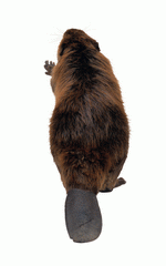 Photodisc Object Series: Lions, Tigers and Bears 