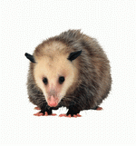 Photodisc Object Series: Lions, Tigers and Bears 