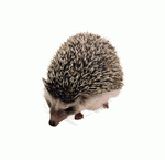 Photodisc Object Series: Lions, Tigers and Bears 