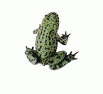 Photodisc Object Series: Lions, Tigers and Bears 