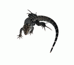 Photodisc Object Series: Lions, Tigers and Bears 