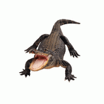 Photodisc Object Series: Lions, Tigers and Bears 