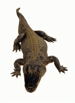 Photodisc Object Series: Lions, Tigers and Bears 