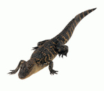 Photodisc Object Series: Lions, Tigers and Bears 