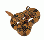 Photodisc Object Series: Lions, Tigers and Bears 