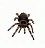 Photodisc Object Series: Lions, Tigers and Bears 