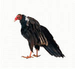 Photodisc Object Series: Lions, Tigers and Bears 