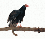 Photodisc Object Series: Lions, Tigers and Bears 